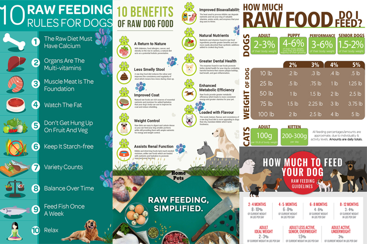 Dieta de alimentos crus para cães para iniciantes