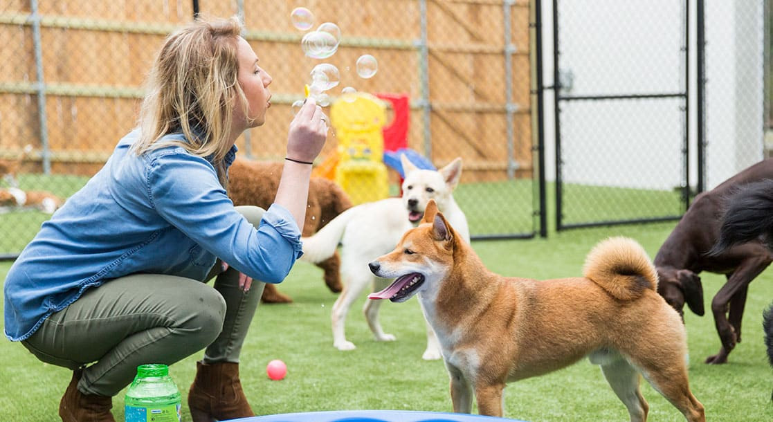 5 jogos internos divertidos para jogar com seu cachorro