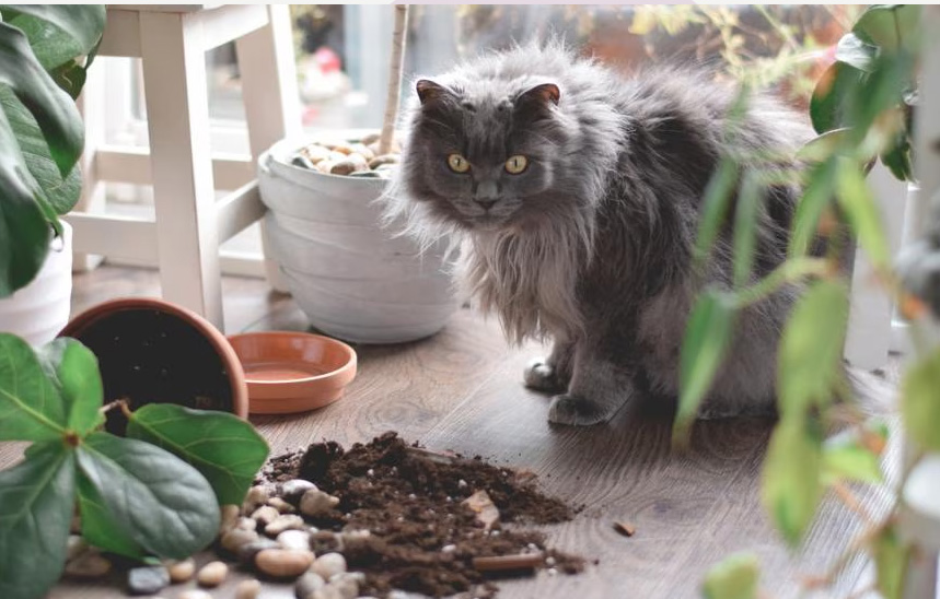 Por que os gatos trocam as mesas (e o que estão realmente pensando)