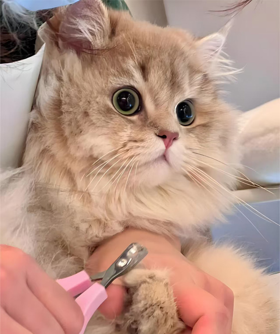 Produtos de limpeza de gatos: mantendo seu gatinho limpo e confortável