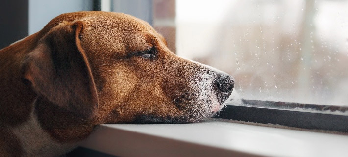 Meu animal de estimação está sozinho? Sinais e o que você pode fazer